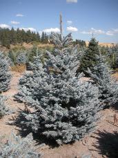 Colorado Spruce